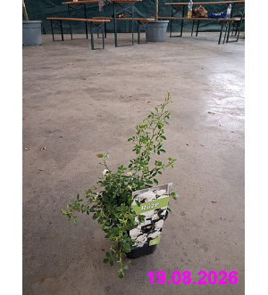 Rosa miniature 'White' C 1,4 L